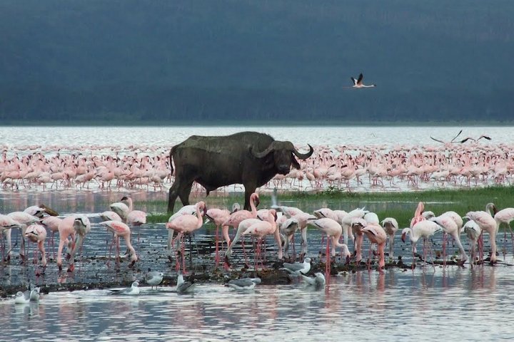 Buffalos Lake Nakuru National Park