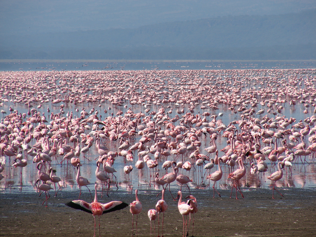 Flamingos 2 Lake Nakuru National Park Alderley Tours