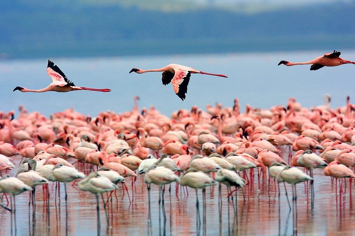 Flamingos Lake Nakuru