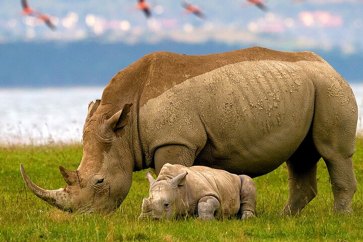 Rhinos 2 Lake Nakuru National Park