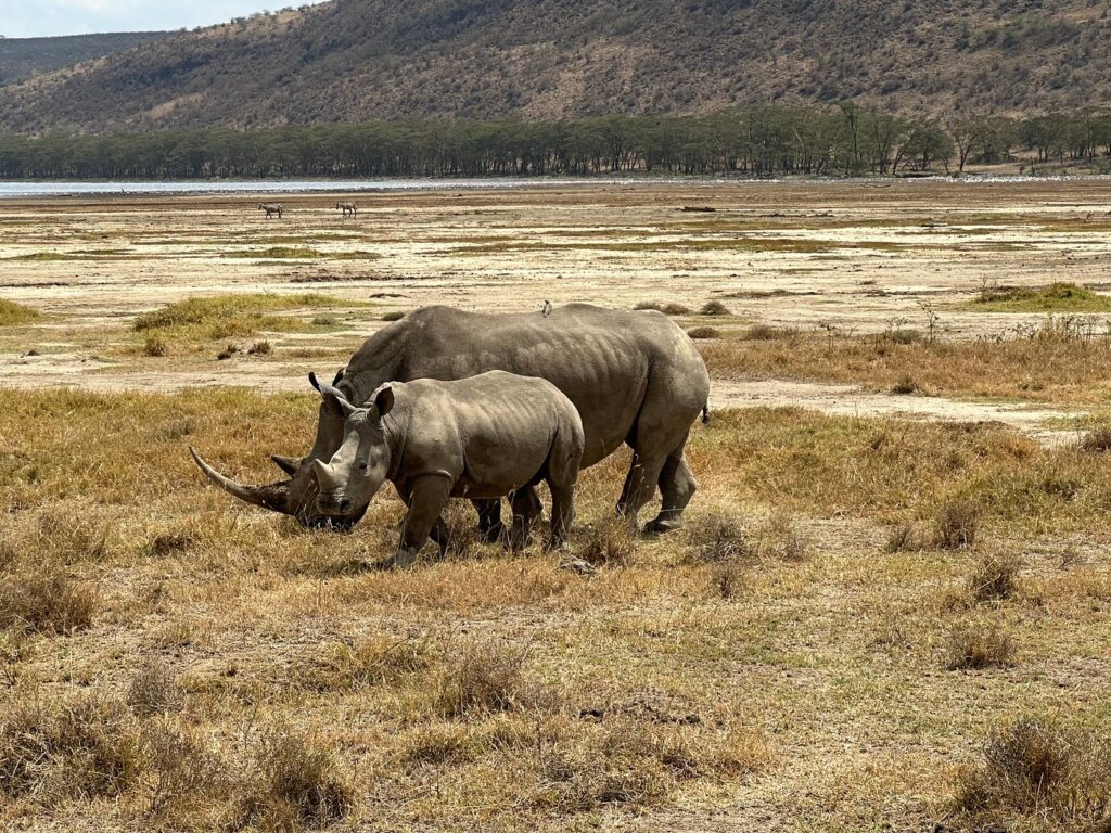 Rhinos 3 Lake Nakuru National Park