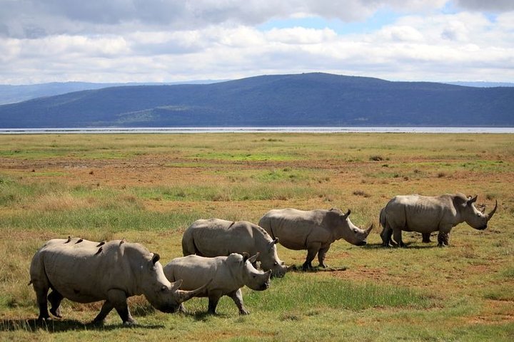 Rhinos Lake Nakuru National Park
