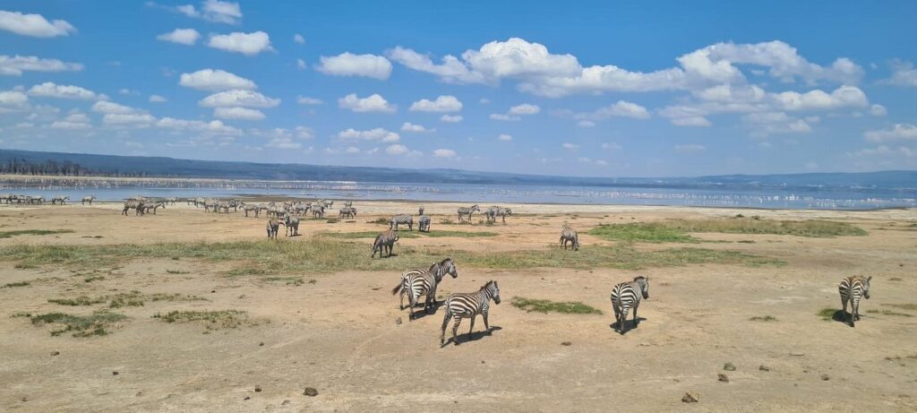 Zebras Lake Nakuru National Park