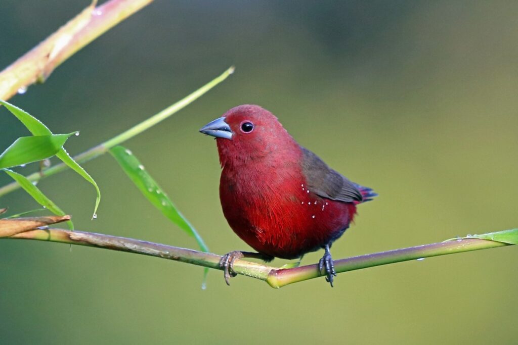 African Firefinch