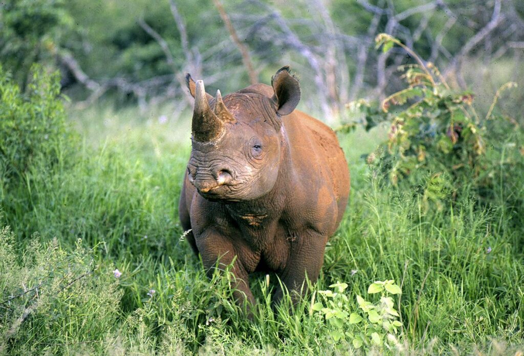 Kenya_Beyond_WildlifeBlackRhino