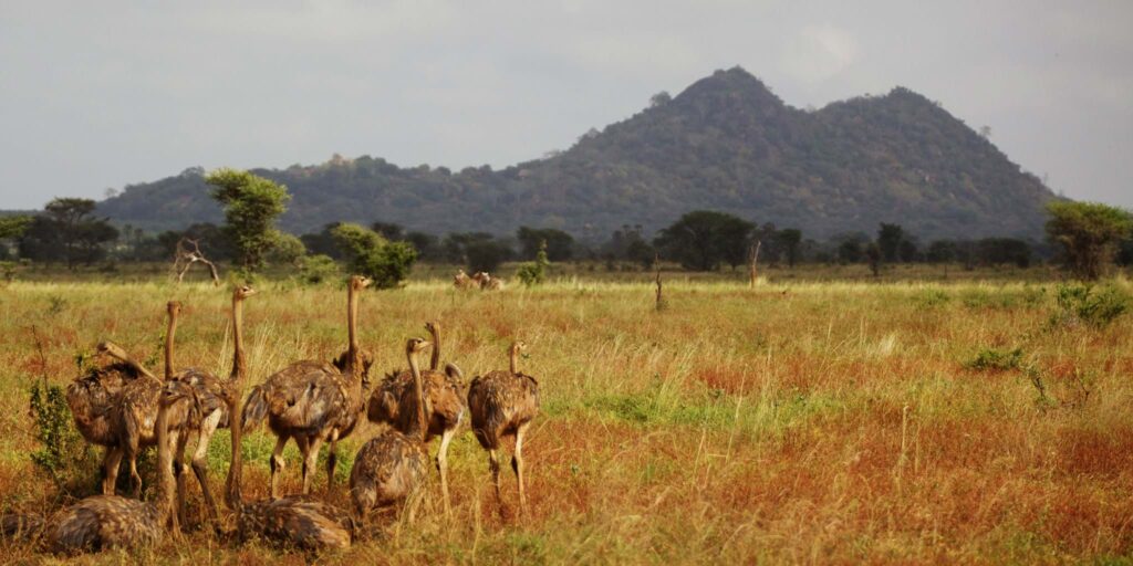 elsas-kopje-meru-wildlife-2