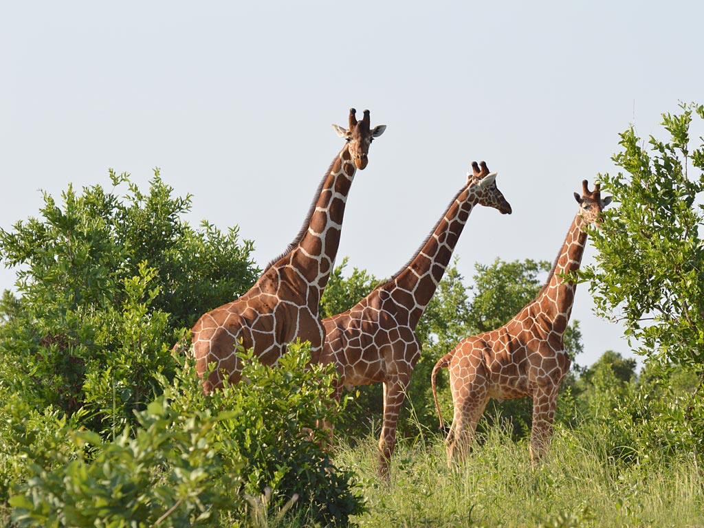 featured-Meru-National-Park_Maciej-Sudra_3