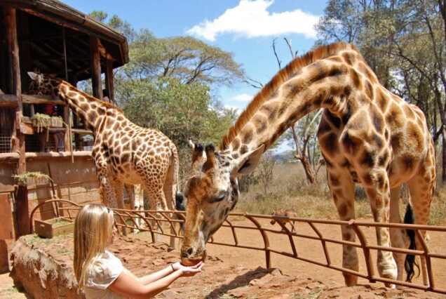 Giraffe Centre