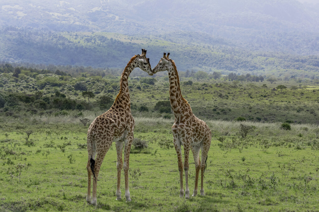 meru-national-park-2