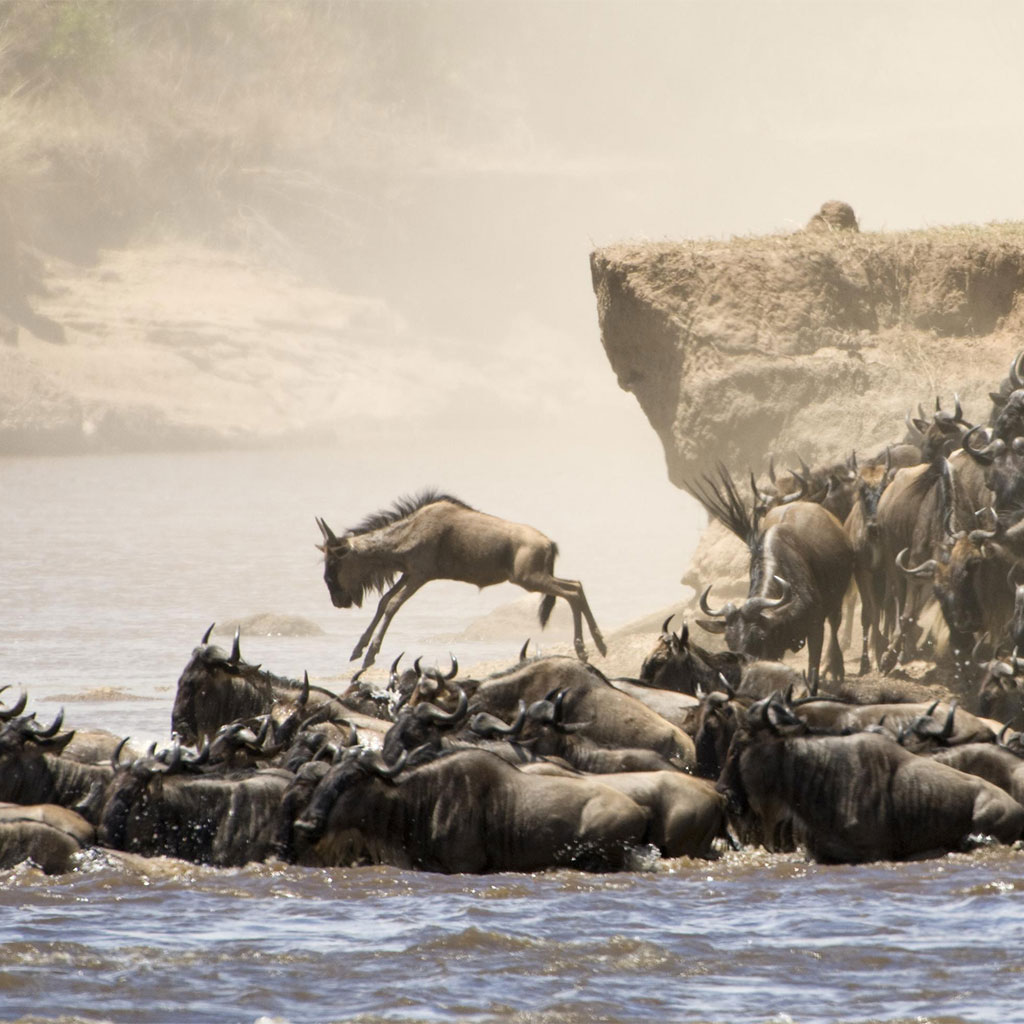 Wildebeest-Migration