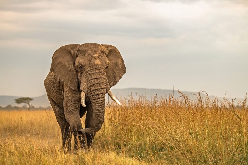 best-african-elephant-photo-masai-mara