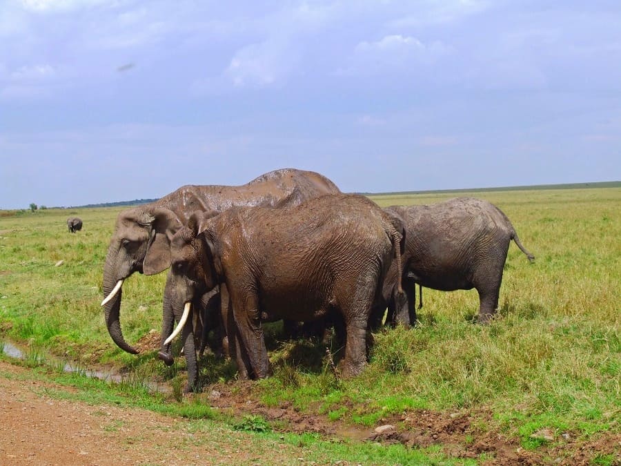 elephants-in-masaimara